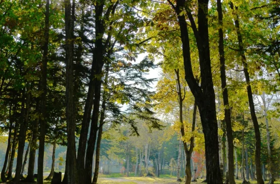 A quiet path through a park, symbolizing the nurturing and safe space created by Thrive Therapy.